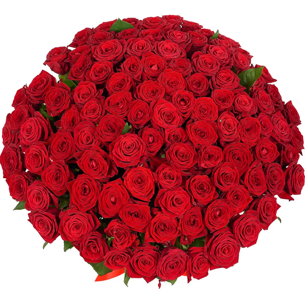 101 Red Roses